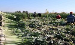 Pırasa hasadı başladı: 20-22 TL'den alıcı buluyor