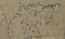 Kar yağmayınca yem giderleri azaldı