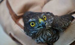 Muş'ta yaralı halde bulunan atmaca tedavi altına alındı