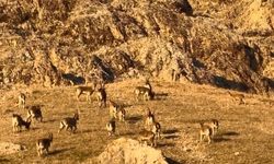Palu'daki tarihi kalede dağ keçileri görüldü