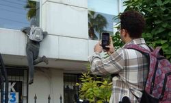 Penceredeki cansız manken 'hırsız'ı görenler, polisi arıyor, taş atıyor