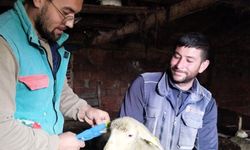 Küçükbaş hayvanların küpeleri takıldı