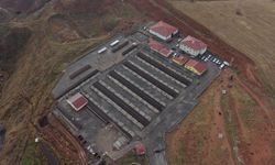 Sokak hayvanları için kapsamlı dönüşüm başladı