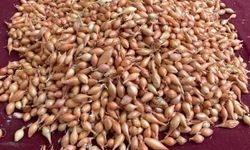 Soğan üreticilerine 'Dikim zamanı' uyarısı