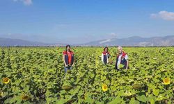 10 bin dekarlık alana ayçiçeği tohumu dağıtılacak