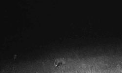 Porsuk ve kaya sansarı görüntülendi