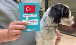 Niğde'de 4 bin 868 evcil hayvana mikroçip uygulandı