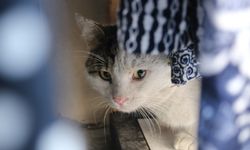 Niğde’de soğuk hava sokak hayvanlarını etkiledi