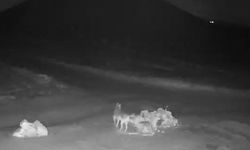 Aç kalan kurtlar köye indi