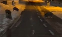 Aç kalan yaban domuzları yerleşim yerine indi