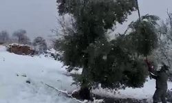 Kar ağırlığına dayanamayan ağaçlar zarar gördü