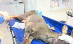 Aracın çarptığı karaca ameliyat edildi