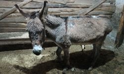 Kırşehirli köylüden vicdanlara dokunan hareket