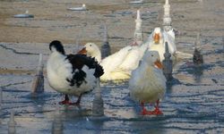 Soğuktan süs havuzları buz tuttu