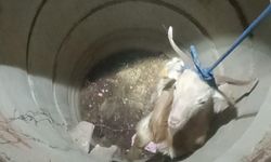 Su kuyusunda mahsur kalan keçiyi itfaiye kurtardı
