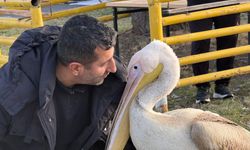 Niğde'de pelikanın bakıcısıyla kurduğu bağ herkesi şaşırtıyor!