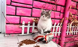 Niğde’de esnaf hayvanları unutmuyor