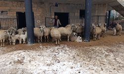 Niğde’de zorlu kışa rağmen besicilik sürüyor