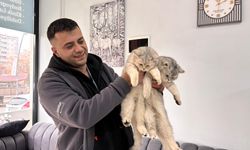 İsmiyle şaşırtan kedi: “Tavuk”u gören dönüp bir daha bakıyor