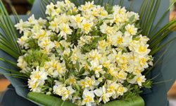 Niğde’de kışın ortasında açıyor, kokusu her yeri sarıyor