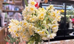 Niğde’de kışın ortasında açıyor, kokusu her yeri sarıyor