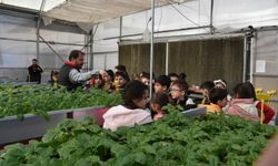 Öğrenciler patates üretimini öğrendi