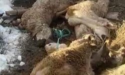 Ahırın çatısı çöktü: 40 koyun 15 kuzu telef oldu
