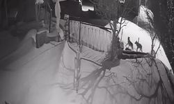 Aç kalan kurt sürüsü yerleşim alanına indi