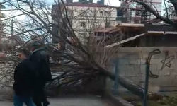 Niğde’de şiddetli rüzgar ağacı kökünden söktü