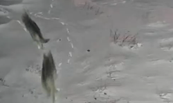 Yeşilburç’ta kurtlar köy merkezine indi