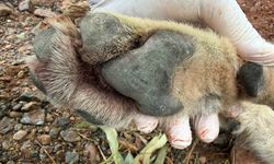 Aracın çarptığı kurt bilim projesine ışık tutacak