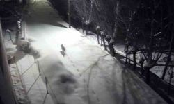 Kurtlar mahalleye indi