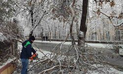 Kış çalışmalarında ağaç güvenliği seferberliği