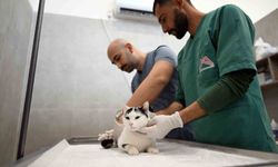 Sokak kedileri için yeni merkez hizmete girdi