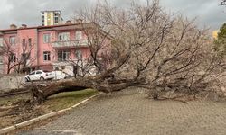 Niğde’de fırtına parkta ağacı devirdi