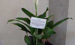 Sevgililer Günü’nde belediyeye anlamlı sürpriz