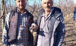 Niğde’de fabrika bahçesinde bitkin atmaca bulundu