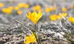 Bu yıl çiğdemler baharı erkenden müjdeledi