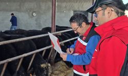 Yıldıztepe’de bir üreticiye 15 angus düve verildi