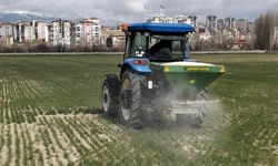 Niğde’de yerli buğday çeşidinde üst gübreleme yapıldı