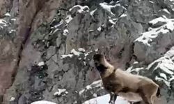 Aladağlar’da yaban hayatı görüntülendi