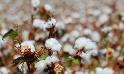 Pamukta 'pembekurt' zararlısına karşı uyarı
