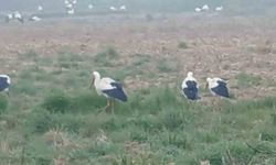Baharın müjdecisi leylekler: Yüzlercesi aynı anda konakladı