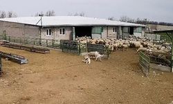 Başıboş köpek çiftliğe girip koyunları kovaladı