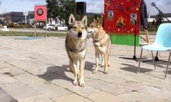 Kurtlar alanda gezdi, şahin havada uçtu