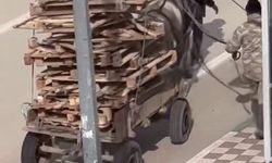 Pes dedirten görüntüler