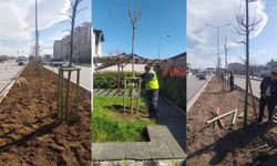 700 yıllık mirası 700 çınarla kök salıyor