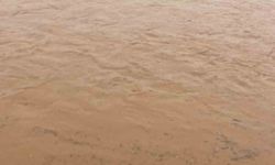 Sağanak nedeni ile onlarca koyun telef oldu