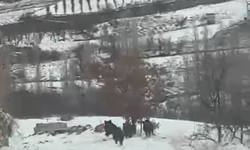 Değirmenli’de domuz sürüsü görüntülendi
