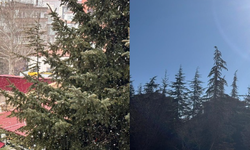 Niğde’de bir gün arayla hem kış hem bahar